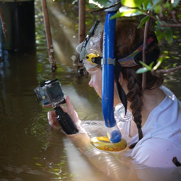 Filming a snorkeling reel in the Sarasota mangroves with an action camera